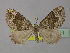  ( - BC ZSM Lep 35511)  @14 [ ] CreativeCommons - Attribution Non-Commercial Share-Alike (2010) Unspecified SNSB, Zoologische Staatssammlung Muenchen