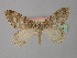  (Epirrita filigrammaria - BC ZSM Lep 35514)  @11 [ ] CreativeCommons - Attribution Non-Commercial Share-Alike (2010) Unspecified SNSB, Zoologische Staatssammlung Muenchen