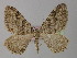  (Hydria gudarica - BC ZSM Lep 35520)  @15 [ ] CreativeCommons - Attribution Non-Commercial Share-Alike (2010) Unspecified SNSB, Zoologische Staatssammlung Muenchen