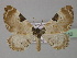  ( - BC ZSM Lep 35542)  @13 [ ] CreativeCommons - Attribution Non-Commercial Share-Alike (2010) Unspecified SNSB, Zoologische Staatssammlung Muenchen