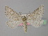  ( - BC ZSM Lep 35544)  @11 [ ] CreativeCommons - Attribution Non-Commercial Share-Alike (2010) Unspecified SNSB, Zoologische Staatssammlung Muenchen