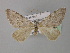  ( - BC ZSM Lep 35554)  @11 [ ] CreativeCommons - Attribution Non-Commercial Share-Alike (2010) Unspecified SNSB, Zoologische Staatssammlung Muenchen