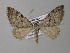  ( - BC ZSM Lep 35556)  @11 [ ] CreativeCommons - Attribution Non-Commercial Share-Alike (2010) Unspecified SNSB, Zoologische Staatssammlung Muenchen