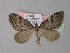  ( - BC ZSM Lep 35561)  @11 [ ] CreativeCommons - Attribution Non-Commercial Share-Alike (2010) Unspecified SNSB, Zoologische Staatssammlung Muenchen