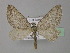  (Lithostege coassata - BC ZSM Lep 35566)  @15 [ ] CreativeCommons - Attribution Non-Commercial Share-Alike (2010) Unspecified SNSB, Zoologische Staatssammlung Muenchen