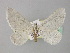 ( - BC ZSM Lep 35573)  @11 [ ] CreativeCommons - Attribution Non-Commercial Share-Alike (2010) Unspecified SNSB, Zoologische Staatssammlung Muenchen