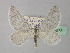  (Lithostege duponcheli - BC ZSM Lep 35575)  @15 [ ] CreativeCommons - Attribution Non-Commercial Share-Alike (2010) Unspecified SNSB, Zoologische Staatssammlung Muenchen