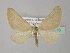  (Lithostege infuscata - BC ZSM Lep 35578)  @14 [ ] CreativeCommons - Attribution Non-Commercial Share-Alike (2010) Unspecified SNSB, Zoologische Staatssammlung Muenchen