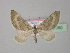  ( - BC ZSM Lep 35580)  @13 [ ] CreativeCommons - Attribution Non-Commercial Share-Alike (2010) Unspecified SNSB, Zoologische Staatssammlung Muenchen