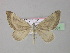  (Lithostege castiliaria - BC ZSM Lep 35581)  @14 [ ] CreativeCommons - Attribution Non-Commercial Share-Alike (2010) Unspecified SNSB, Zoologische Staatssammlung Muenchen