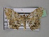  ( - BC ZSM Lep 35821)  @11 [ ] CreativeCommons - Attribution Non-Commercial Share-Alike (2010) Unspecified SNSB, Zoologische Staatssammlung Muenchen