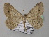  ( - BC ZSM Lep 35830)  @14 [ ] CreativeCommons - Attribution Non-Commercial Share-Alike (2010) Unspecified SNSB, Zoologische Staatssammlung Muenchen