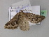  ( - BC ZSM Lep 35838)  @11 [ ] CreativeCommons - Attribution Non-Commercial Share-Alike (2010) Unspecified SNSB, Zoologische Staatssammlung Muenchen