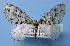  ( - BC ZSM Lep 36723)  @14 [ ] Copyright (2010) Unspecified SNSB, Zoologische Staatssammlung Muenchen