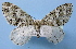  ( - BC ZSM Lep 36727)  @14 [ ] Copyright (2010) Unspecified SNSB, Zoologische Staatssammlung Muenchen