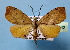  ( - BC ZSM Lep 36742)  @13 [ ] Copyright (2010) Unspecified SNSB, Zoologische Staatssammlung Muenchen