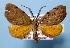  ( - BC ZSM Lep 36743)  @13 [ ] Copyright (2010) Unspecified SNSB, Zoologische Staatssammlung Muenchen