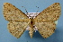  (Perixera MS02 - BC ZSM Lep 36770)  @13 [ ] Copyright (2010) Unspecified SNSB, Zoologische Staatssammlung Muenchen