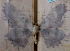  ( - BC ZSM Lep 36792)  @12 [ ] Copyright (2010) Unspecified SNSB, Zoologische Staatssammlung Muenchen