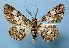  ( - BC ZSM Lep 36805)  @13 [ ] Copyright (2010) Unspecified SNSB, Zoologische Staatssammlung Muenchen