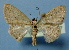  (Scopula coangulata - BC ZSM Lep 36807)  @14 [ ] Copyright (2010) Unspecified SNSB, Zoologische Staatssammlung Muenchen