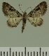  ( - JLC ZW Lep 00426)  @13 [ ] Copyright (2010) Unspecified Research Collection of Juergen Lenz