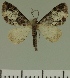  ( - JLC ZW Lep 00440)  @14 [ ] Copyright (2010) Unspecified Research Collection of Juergen Lenz
