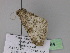  ( - BC ZSM Lep 29884)  @13 [ ] CreativeCommons - Attribution Non-Commercial Share-Alike (2010) Unspecified SNSB, Zoologische Staatssammlung Muenchen