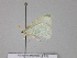  ( - BC ZSM Lep 29891)  @13 [ ] CreativeCommons - Attribution Non-Commercial Share-Alike (2010) Unspecified SNSB, Zoologische Staatssammlung Muenchen