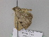  (Heterophleps grisearia - BC ZSM Lep 29907)  @12 [ ] CreativeCommons - Attribution Non-Commercial Share-Alike (2010) Unspecified SNSB, Zoologische Staatssammlung Muenchen