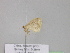  ( - BC ZSM Lep 29916)  @12 [ ] CreativeCommons - Attribution Non-Commercial Share-Alike (2010) Unspecified SNSB, Zoologische Staatssammlung Muenchen