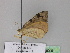 ( - BC ZSM Lep 29929)  @13 [ ] CreativeCommons - Attribution Non-Commercial Share-Alike (2010) Unspecified SNSB, Zoologische Staatssammlung Muenchen