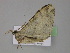  ( - BC ZSM Lep 29935)  @13 [ ] CreativeCommons - Attribution Non-Commercial Share-Alike (2010) Unspecified SNSB, Zoologische Staatssammlung Muenchen