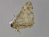  ( - BC ZSM Lep 29936)  @12 [ ] CreativeCommons - Attribution Non-Commercial Share-Alike (2010) Unspecified SNSB, Zoologische Staatssammlung Muenchen