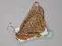  ( - BC ZSM Lep 29952)  @13 [ ] CreativeCommons - Attribution Non-Commercial Share-Alike (2010) Unspecified SNSB, Zoologische Staatssammlung Muenchen