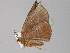  ( - BC ZSM Lep 29953)  @13 [ ] CreativeCommons - Attribution Non-Commercial Share-Alike (2010) Unspecified SNSB, Zoologische Staatssammlung Muenchen