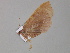  (Plagodis reticulataAH01Ch - BC ZSM Lep 29956)  @13 [ ] CreativeCommons - Attribution Non-Commercial Share-Alike (2010) Unspecified SNSB, Zoologische Staatssammlung Muenchen