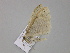  ( - BC ZSM Lep 29959)  @12 [ ] CreativeCommons - Attribution Non-Commercial Share-Alike (2010) Unspecified SNSB, Zoologische Staatssammlung Muenchen