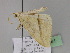  ( - BC ZSM Lep 29961)  @12 [ ] CreativeCommons - Attribution Non-Commercial Share-Alike (2010) Unspecified SNSB, Zoologische Staatssammlung Muenchen