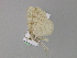  ( - BC ZSM Lep 29962)  @12 [ ] CreativeCommons - Attribution Non-Commercial Share-Alike (2010) Unspecified SNSB, Zoologische Staatssammlung Muenchen