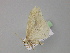  ( - BC ZSM Lep 29963)  @12 [ ] CreativeCommons - Attribution Non-Commercial Share-Alike (2010) Unspecified SNSB, Zoologische Staatssammlung Muenchen