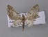  ( - BC ZSM Lep 32640)  @13 [ ] CreativeCommons - Attribution Non-Commercial Share-Alike (2010) Unspecified SNSB, Zoologische Staatssammlung Muenchen