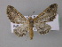  ( - BC ZSM Lep 32643)  @13 [ ] CreativeCommons - Attribution Non-Commercial Share-Alike (2010) Unspecified SNSB, Zoologische Staatssammlung Muenchen