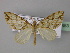  (Psaliodes AH01Ec - BC ZSM Lep 32653)  @13 [ ] CreativeCommons - Attribution Non-Commercial Share-Alike (2010) Unspecified SNSB, Zoologische Staatssammlung Muenchen