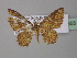  (Eois AH02Ec - BC ZSM Lep 32655)  @14 [ ] CreativeCommons - Attribution Non-Commercial Share-Alike (2010) Unspecified SNSB, Zoologische Staatssammlung Muenchen