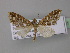  ( - BC ZSM Lep 32661)  @13 [ ] CreativeCommons - Attribution Non-Commercial Share-Alike (2010) Unspecified SNSB, Zoologische Staatssammlung Muenchen