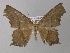  ( - BC ZSM Lep 32685)  @14 [ ] CreativeCommons - Attribution Non-Commercial Share-Alike (2010) Unspecified SNSB, Zoologische Staatssammlung Muenchen