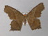  (Eutomopepla rogenhoferiAH01Ec - BC ZSM Lep 32688)  @15 [ ] CreativeCommons - Attribution Non-Commercial Share-Alike (2010) Unspecified SNSB, Zoologische Staatssammlung Muenchen