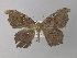  ( - BC ZSM Lep 32689)  @13 [ ] CreativeCommons - Attribution Non-Commercial Share-Alike (2010) Unspecified SNSB, Zoologische Staatssammlung Muenchen