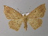  ( - BC ZSM Lep 32704)  @14 [ ] CreativeCommons - Attribution Non-Commercial Share-Alike (2010) Unspecified SNSB, Zoologische Staatssammlung Muenchen